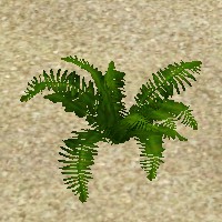 ContentListsCAWplant fern boston.jpg