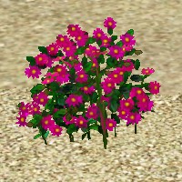 ContentListsCAWplant dianthus fuchia.jpg