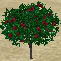 ContentListsCAWplant rose red.jpg