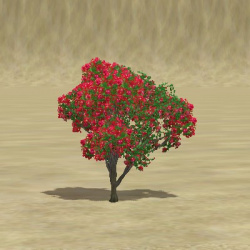 ContentListsCAWtree bougainvillea.jpg