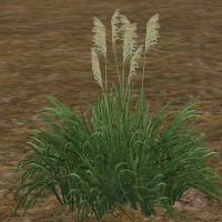 ContentListsCAWplant pampas grass.jpg