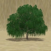 ContentListsCAWtree willow.jpg