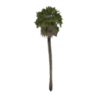 DesertPalmTree.png