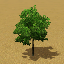 CAW trees red maple ITF.png