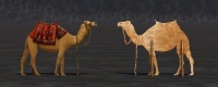 ContentListsCAWfaux camel.jpg