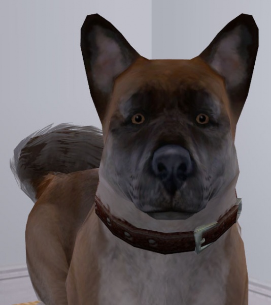File:Akita-Face.jpg