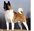 Akita-Comparison.jpg