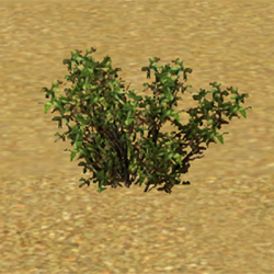 CAWContentList shrubs buxom boxwood tree ep11.png
