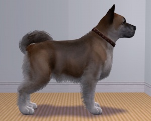 Akita-Body.jpg