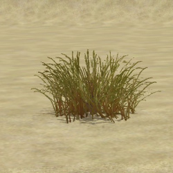 ContentListsCAWtree plant swamp rush single.jpg