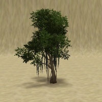 ContentListsCAWtree banyan.jpg