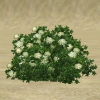 ContentListsCAWplant hydrangea white.jpg