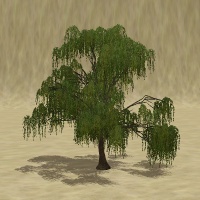 ContentListsCAWtree willow weeping.jpg