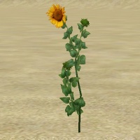 ContentListsCAWplant sunflower.jpg