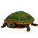 TurtleWesternPainted.png