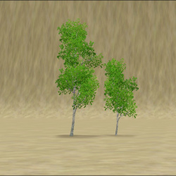 ContentListsCAWtree aspen.jpg