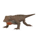 LizardAnole.png