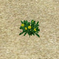 ContentListsCAWplant dandelions.jpg