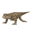 LizardTexasSpiny.png