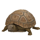 TurtlePygmyTortoise.png