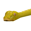 SnakeYellowChondroPython.png