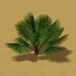 CAW trees bismark palm IP.png