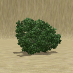 ContentListsCAWtree shrub.jpg