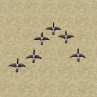 ContentListsCAWflying geese.jpg