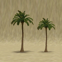 ContentListsCAWtree palm cairo.jpg