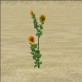 Thumbnail for version as of 06:55, 31 October 2011