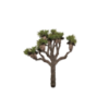 JoshuaTree.png