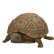 TurtlePygmyTortoise.png