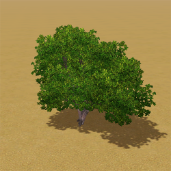 CAW trees tropical IP.png